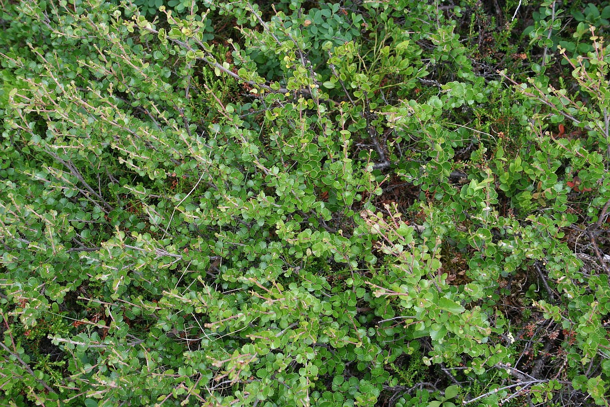 Betula Nana, Dwarf Birch